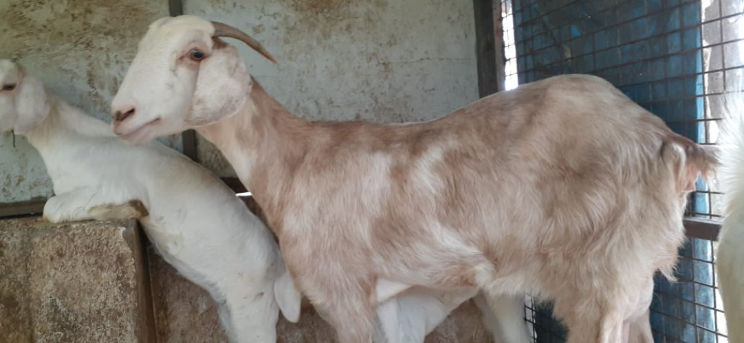 Malabari Goat For sale